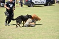 Bartlett Police Department K-9 Demonstration, Bartlett, TN Royalty Free Stock Photo