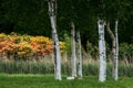 BARTON TURF, NORFOLK/UK - MAY 23 : Swans Nesting under Some Silver Birch Trees at Barton Turf ,Norwich, Norfolk on May 23, 2017