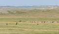 Herd Goats Vultures Mongolia