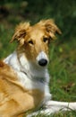 BARZOI Borzoi or Russian Wolfhound, Portrait of Dog Royalty Free Stock Photo