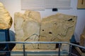 Bas-relief of a bull on a stone, a museum piece in the museum of antiquities of Antalya