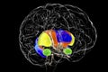 Basal dorsal striatum anatomy, 3D illustration