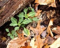 Basal rosettes of downy rattlesnake plantain Royalty Free Stock Photo