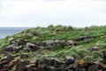 Basalt cliffs with windswept grass on Flatey Island, Iceland, with a few puffins