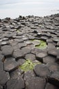 Basalt columns, Giant`s Causeway, Co. Antrim, Northern Ireland Royalty Free Stock Photo