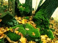 Basalt mossy boulder in leaves forest covered with first colorful leaves from maple tree, ash tree and aspen tree.