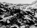basalt rocks mountain sea detail ICELAND