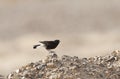 Basalt Tapuit, Basalt Wheatear Royalty Free Stock Photo