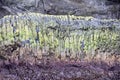 Natural texture. Pattern in Basalt Rocks, Geometric Pattern with Moss and Algae, Heimaey, Westman Isles, Iceland. 