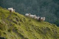 basca sheep named lachas