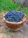 Bascet with grapes blue