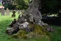 Base of Ancient Yew, North Elmham Churchyard, Norfolk, UK
