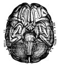 Base of Brain and Cerebellum, vintage illustration