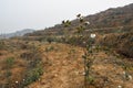 Base of Camellia oleifera Royalty Free Stock Photo