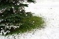 The base of the Christmas tree in winter close in the park. Green grass is still visible under the snow