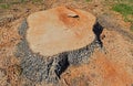 Base of a freshly cut evergreen ash tree. Royalty Free Stock Photo