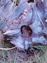 the base of the guava tree trunk that is cut down and is dry