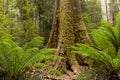 the base of a large mossy swamp gum with man ferns growing next to it at mt field national park Royalty Free Stock Photo