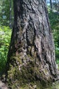 The base of a massive pine tree growing on stones.