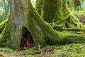 The base of moss covered trees in the Hoh Rain Forest, Olympic National Park, Washington, USA Royalty Free Stock Photo