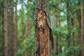 Base of a pine tree with Bark beetle holes Royalty Free Stock Photo