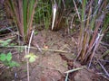 the base of a rice plant ready to harvest Royalty Free Stock Photo