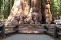 Sherman tree giant sequoia