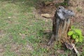 The base of a small felled tree trunk