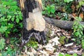 The base of tree being chewed by a beaver Royalty Free Stock Photo