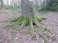 Base of tree with multiple large roots.