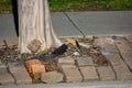 The base of a tree is surrounded by dislodged bricks, small rocks, and black plastic fragments Royalty Free Stock Photo