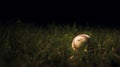 Baseball ball in green grass Royalty Free Stock Photo