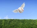 Baseball ball have wings fly in the air on blue sky and green grass wall background