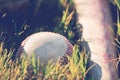 Baseball closeup in grass on field Royalty Free Stock Photo