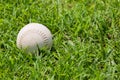 Baseball on the fresh green grass . Royalty Free Stock Photo