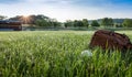 Baseball and glove on grass in morning dew near dugout early spring Royalty Free Stock Photo