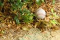A baseball on the ground Royalty Free Stock Photo