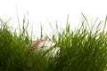 Baseball hidden in tallgrass Royalty Free Stock Photo