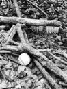 A baseball near the river banks of West Virginia - WINTER - USA