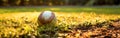 A baseball rests peacefully in the lush green grass