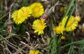 Basel - Lange Erle, Coltsfoot / Huflattich