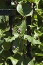 Flowers of a climbing basella alba or malabar spinach Royalty Free Stock Photo