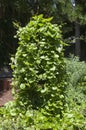 Climbing basella alba or malabar spinach in veggie patch Royalty Free Stock Photo