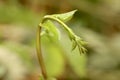 Close up view of Basella alba or Malabar spinach Royalty Free Stock Photo