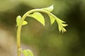 Close up view of Basella alba or Malabar spinach Royalty Free Stock Photo