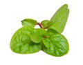 Basella alba or including Malabar spinach, vine spinach, and Ceylon spinach. Isolated on white background Royalty Free Stock Photo