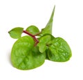 Basella alba or including Malabar spinach, vine spinach, and Ceylon spinach. Isolated on white background