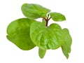 Basella alba or including Malabar spinach, vine spinach, and Ceylon spinach. Isolated on white background