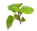 Basella alba or including Malabar spinach, vine spinach, and Ceylon spinach. Isolated on white background