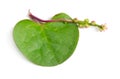 Basella alba or including Malabar spinach, vine spinach, and Ceylon spinach. Isolated on white background Royalty Free Stock Photo